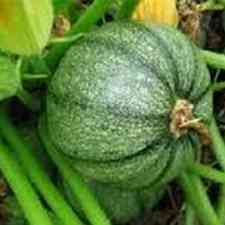 Courgette Boule
