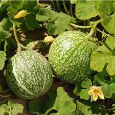 Courgette du Siam