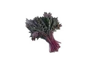 Des feuilles de chou kale.