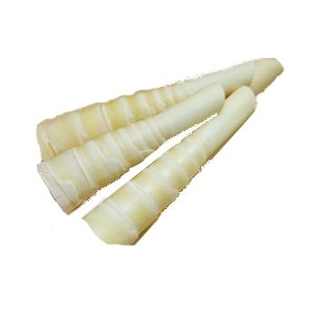 Pousses de bambou en conserve ou fraîches