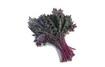 Chou kale Rouge Russe (Red Russian Kale)