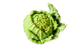 Chou kale Sibérien (Siberian Kale)