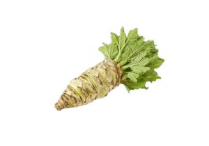 Une racine fraîche de wasabi à côté d'algues wakame vertes.